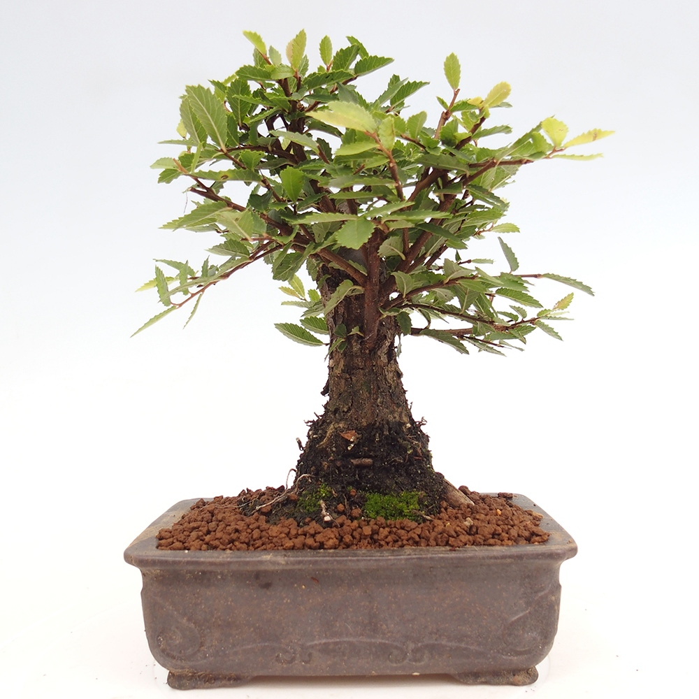 Vonkajšie bonsai - Zelkova - Zelkova Nirom