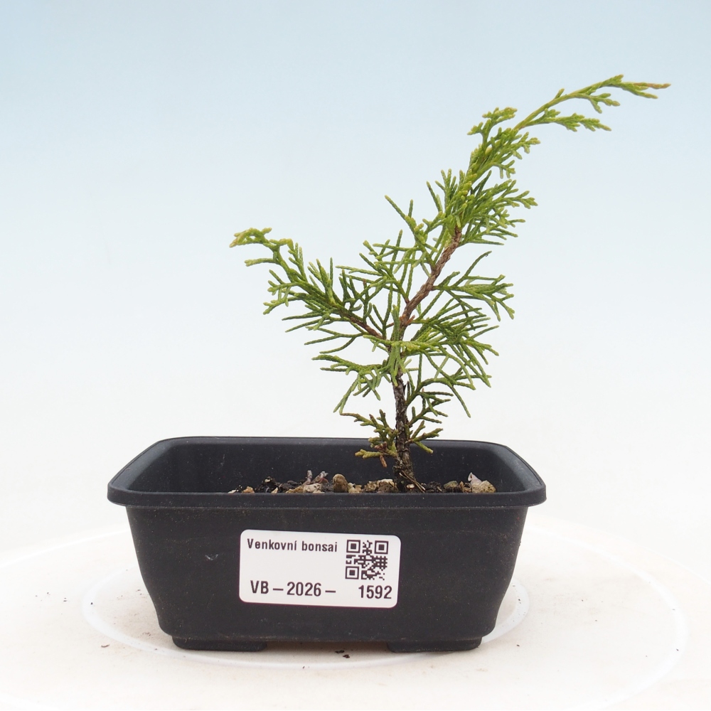 Vonkajší bonsaj - Juniperus chinensis Itoigawa