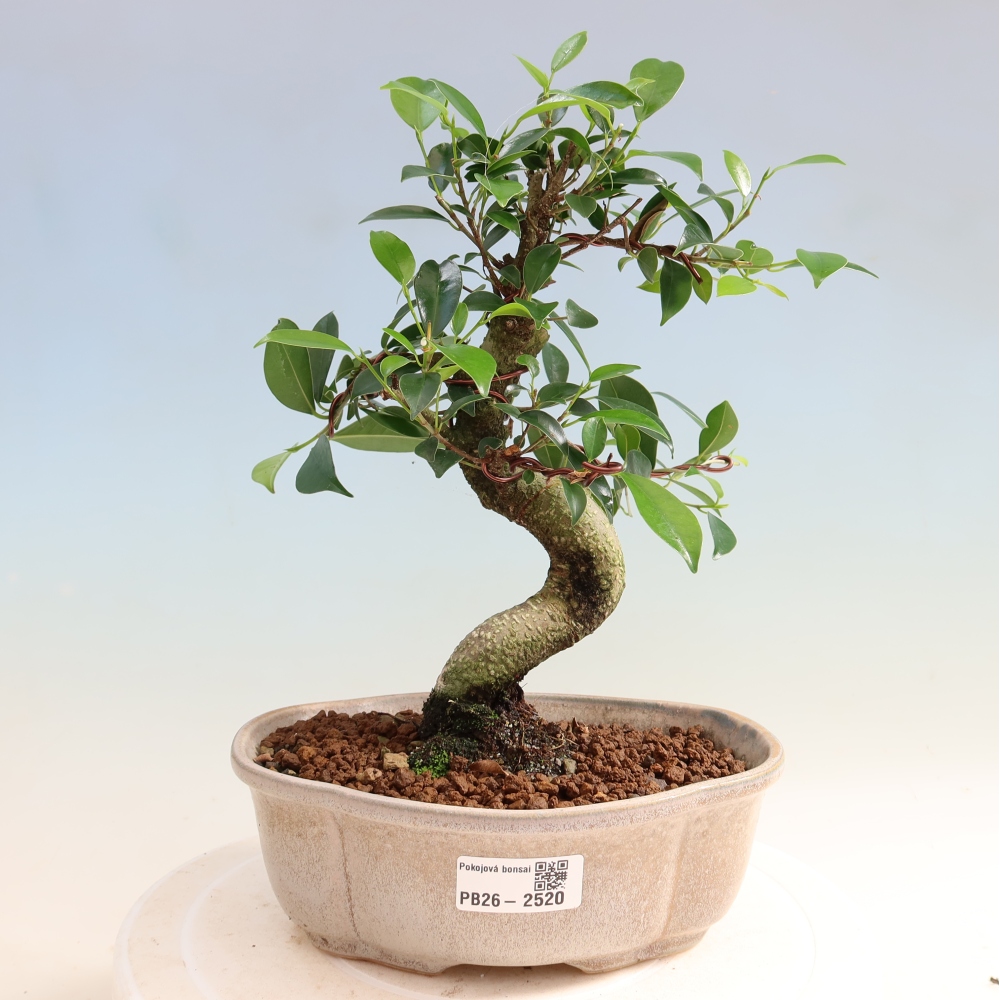 Izbový bonsaj - Ficus retusa - drobnolistý fikus
