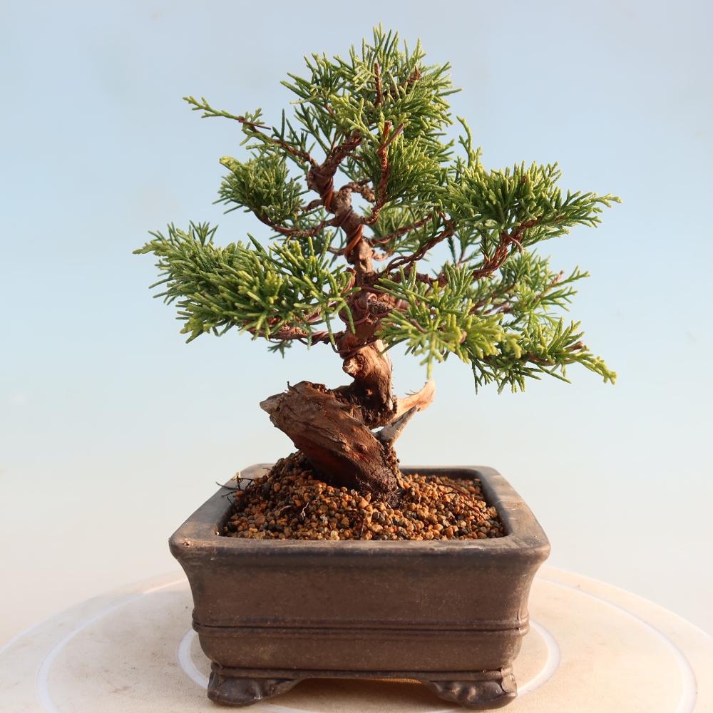 Vonkajší bonsai - Juniperus chinensis Itoigawa -Jalovec čínsky
