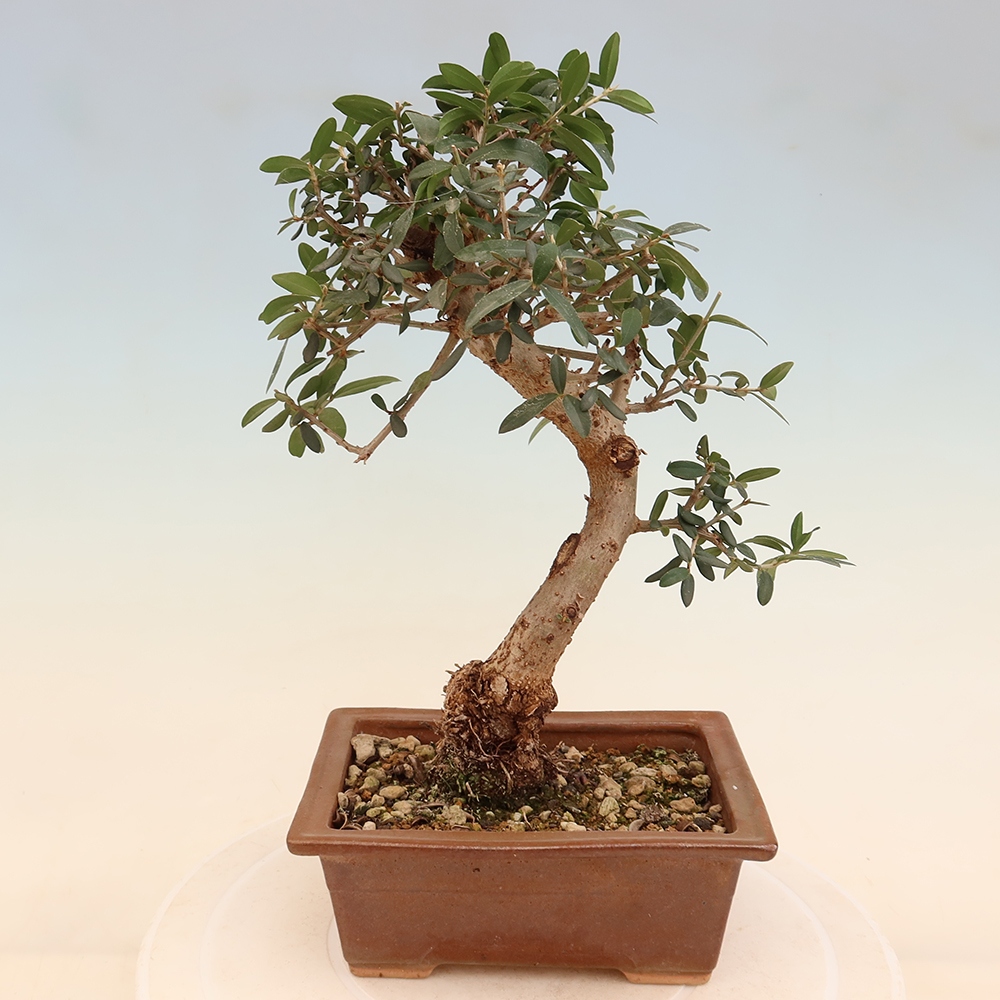 Izbový bonsaj - Olea europaea sylvestris