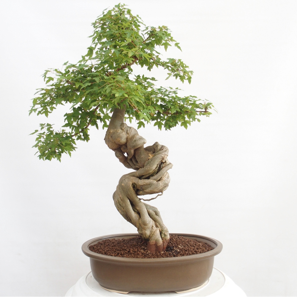 Vonkajšie bonsai - Javor Buergerianum - Javor Burgerův