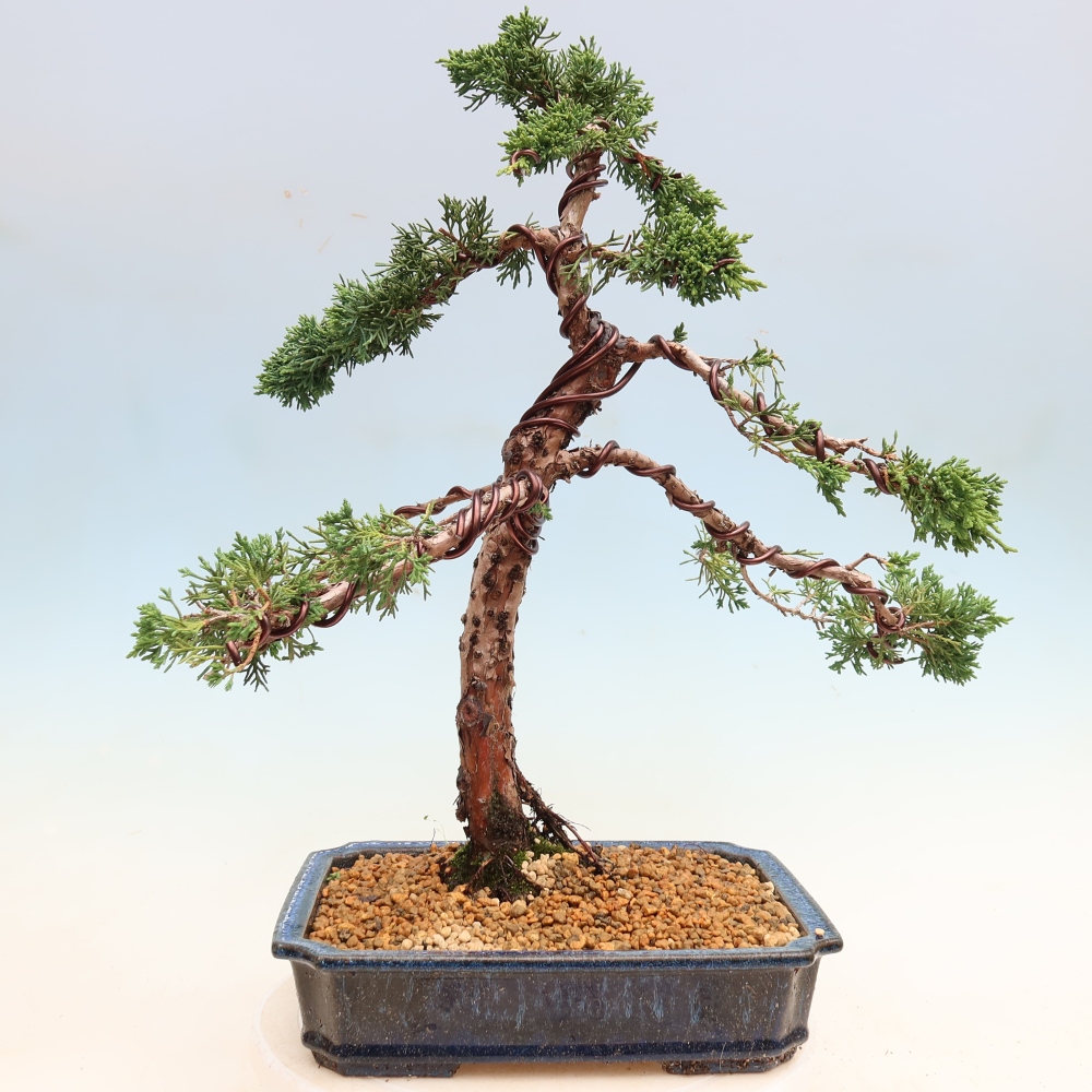 Vonkajší bonsaj - Juniperus chinensis Kishu