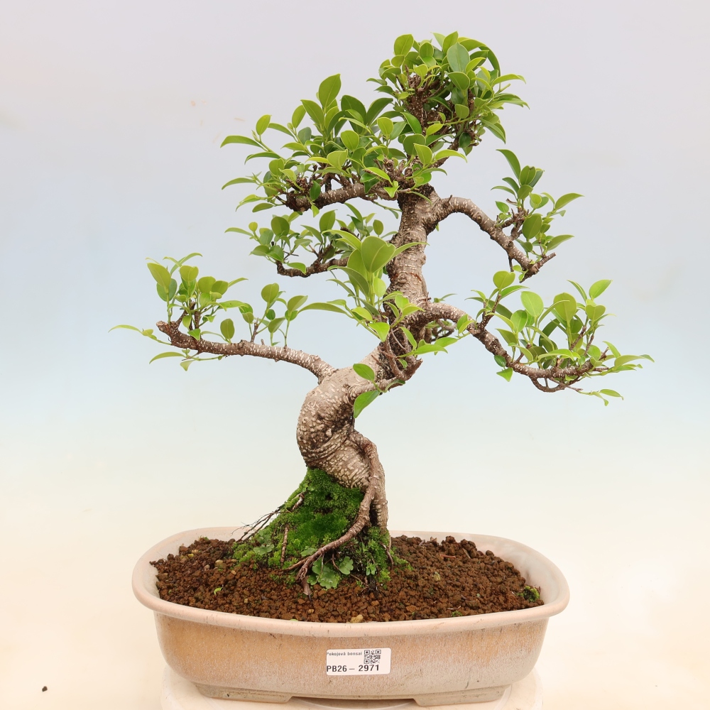Izbové bonsaje - Ficus kimmen - drobnolistý fikus