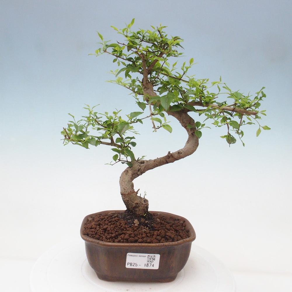 Izbová bonsai -Ligustrum chinensis - Vtáčí zob