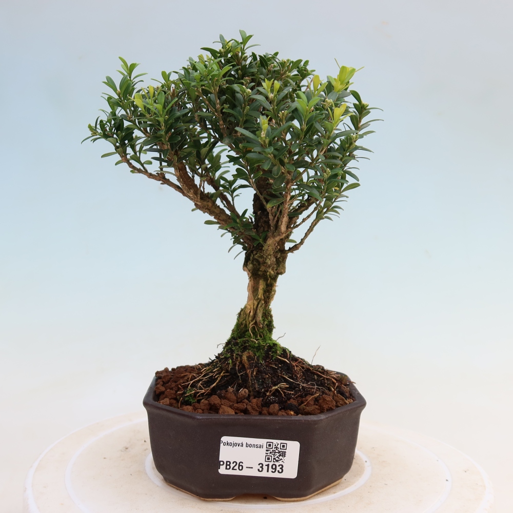 Izbové bonsaje - Buxus harlandii - korkový buxus