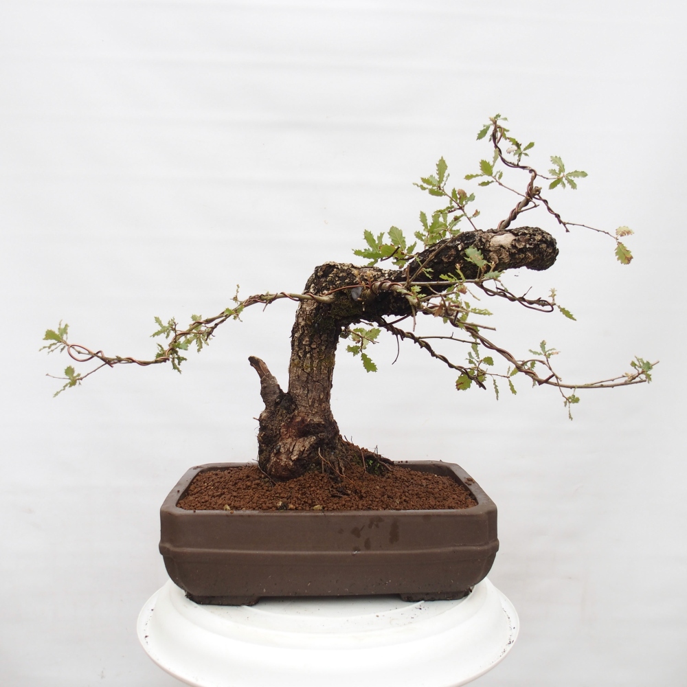Yamadori - Quercus Ilex -Dub cezmínovitý