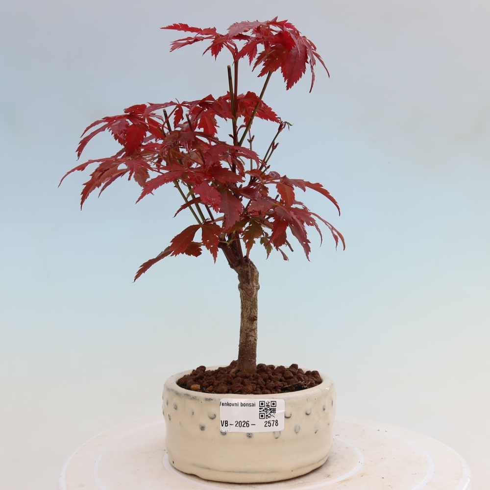 Vonkajšia bonsaj - palma Acer. Atropurpureum-Javor palmový