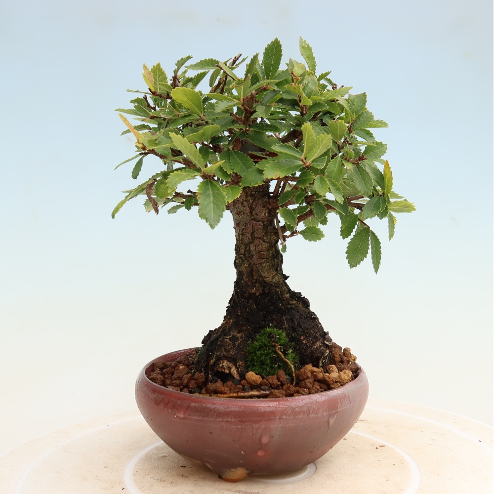 Vonkajšie bonsaje - Zelkova - Zelkova NIRE