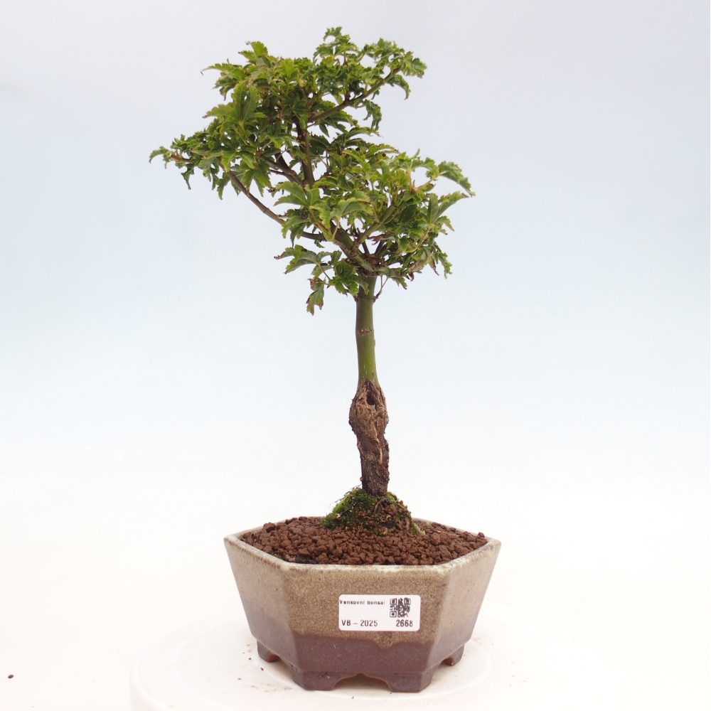 Vonkajší bonsai -Javor dlanitolistý Acer palmatum Shishigashira