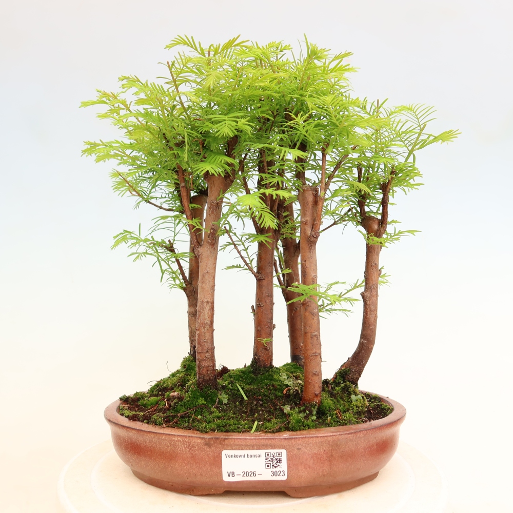 Vonkajší bonsai – Metasequoia glyptostroboides – čínska metasekvoja – hájik