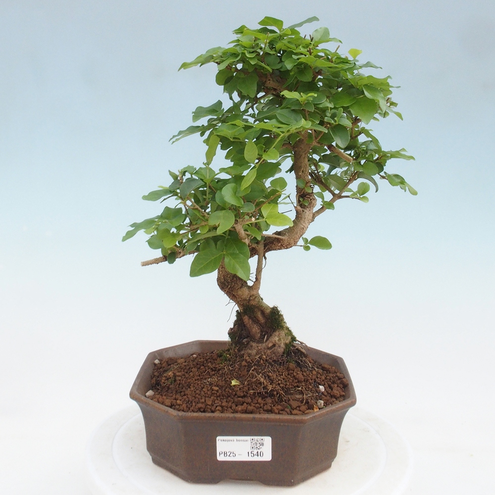 Izbová bonsai -Ligustrum chinensis - Vtáčí zob