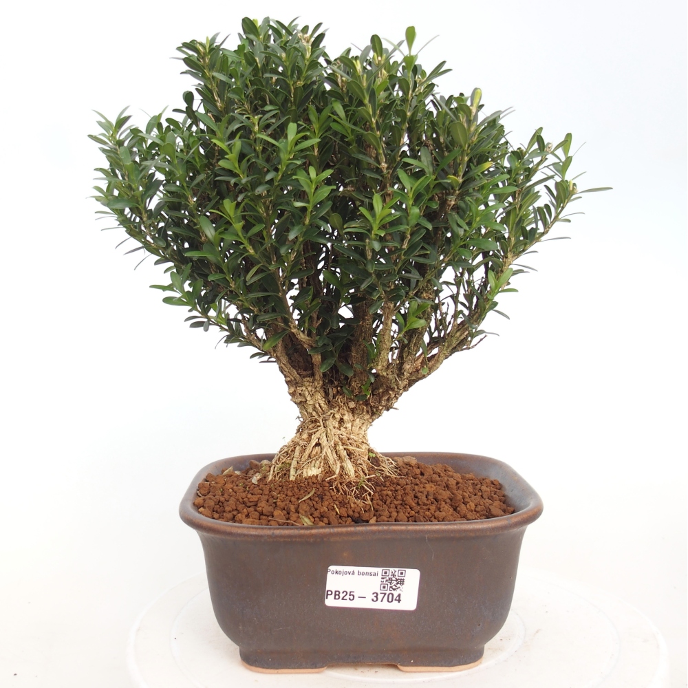 Izbová bonsai - Buxus harlandii - korkový buxus