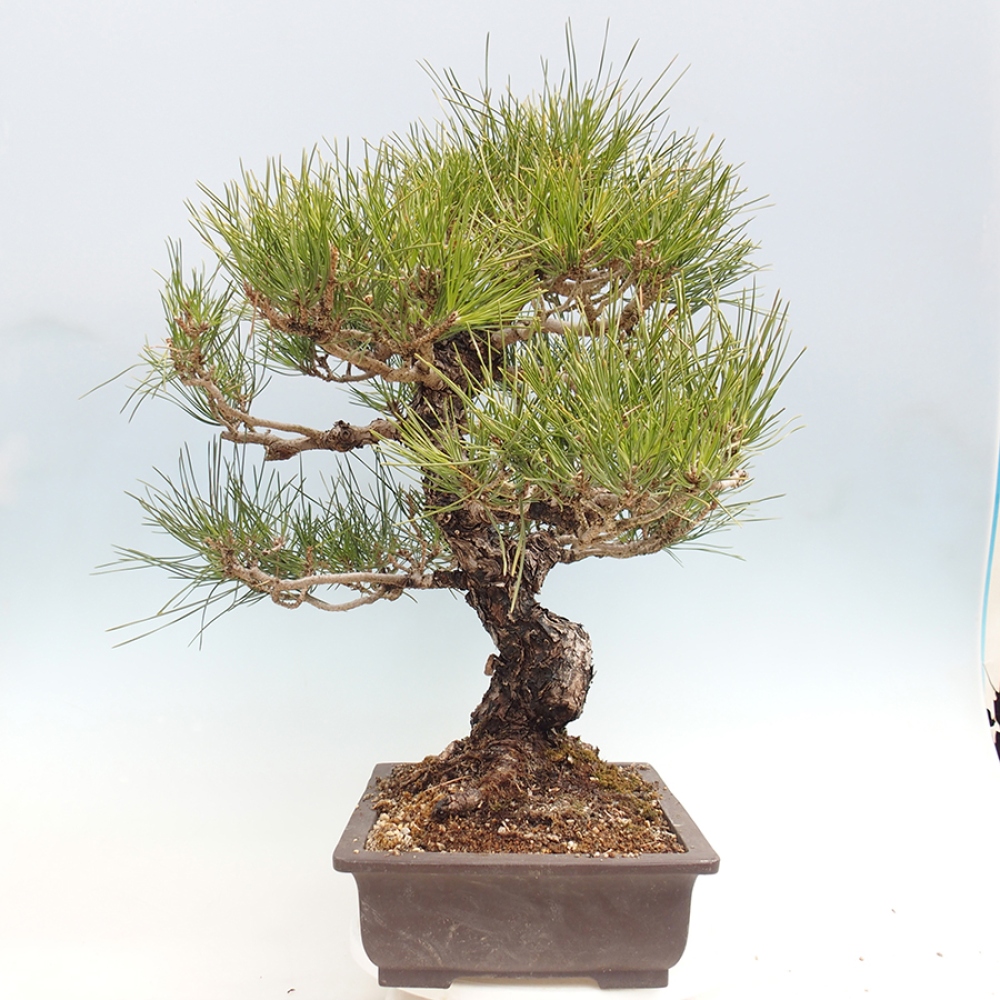 Vonkajšie bonsaje - Pinus thunbergii - borovica Thunbergova