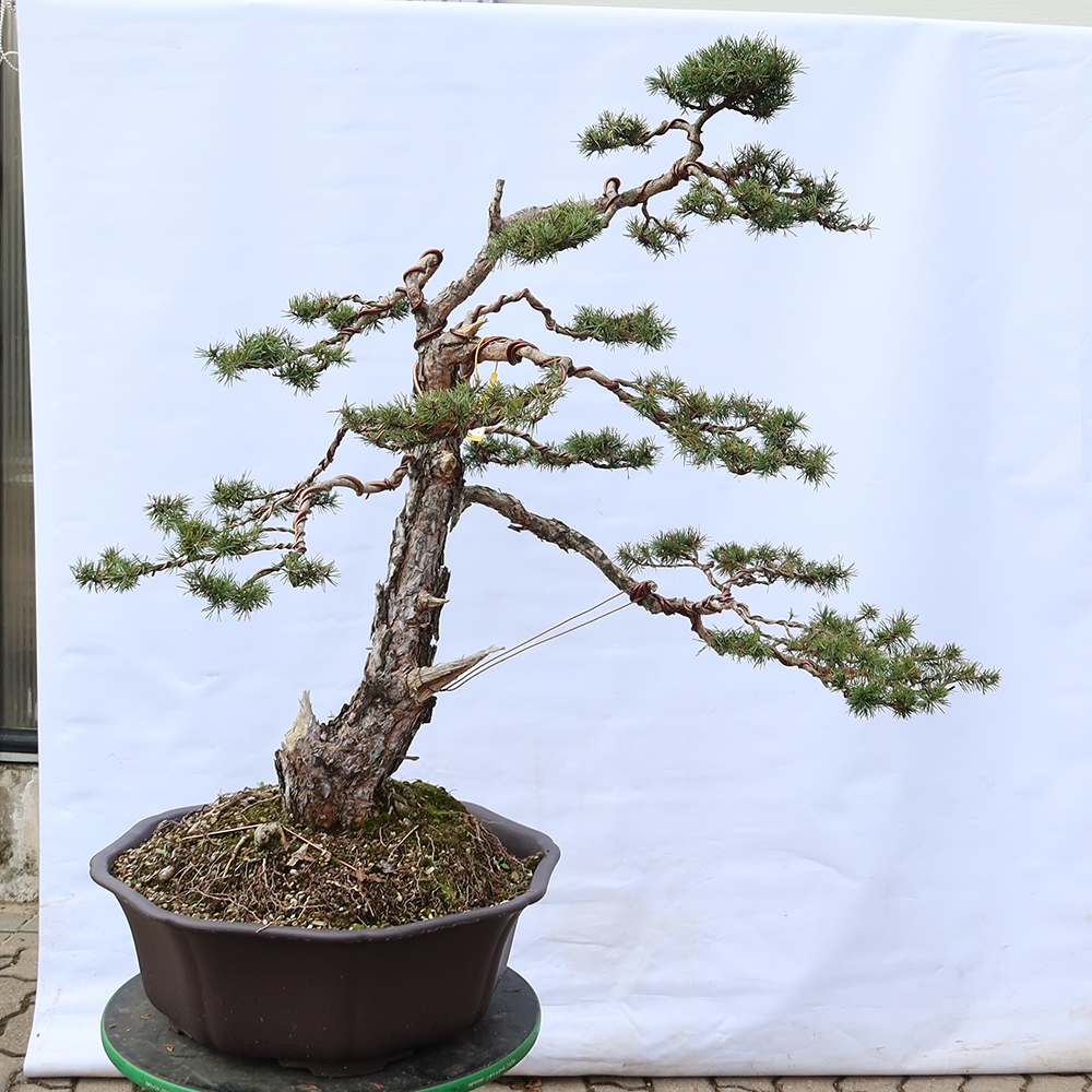 Pinus sylvestris Španielsko – borovica lesná