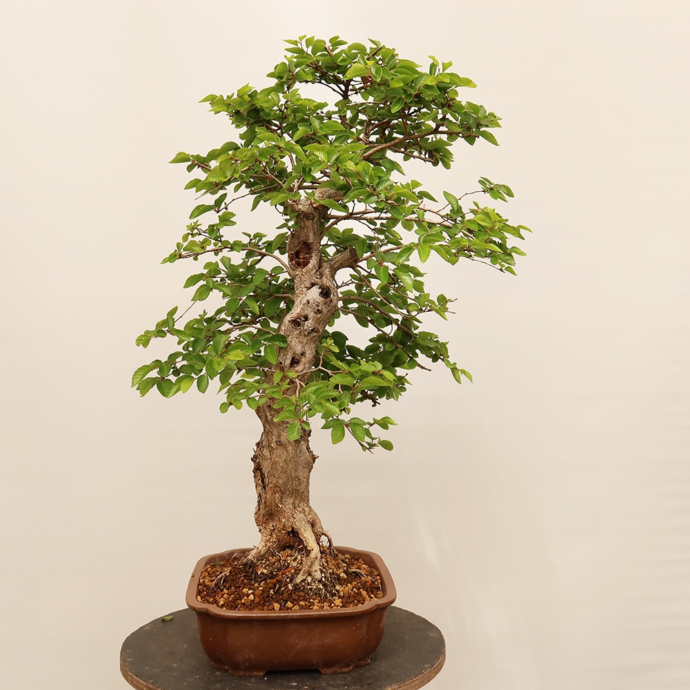 Vonkajší bonsai -Carpinus Coreana - Hrab kórejský