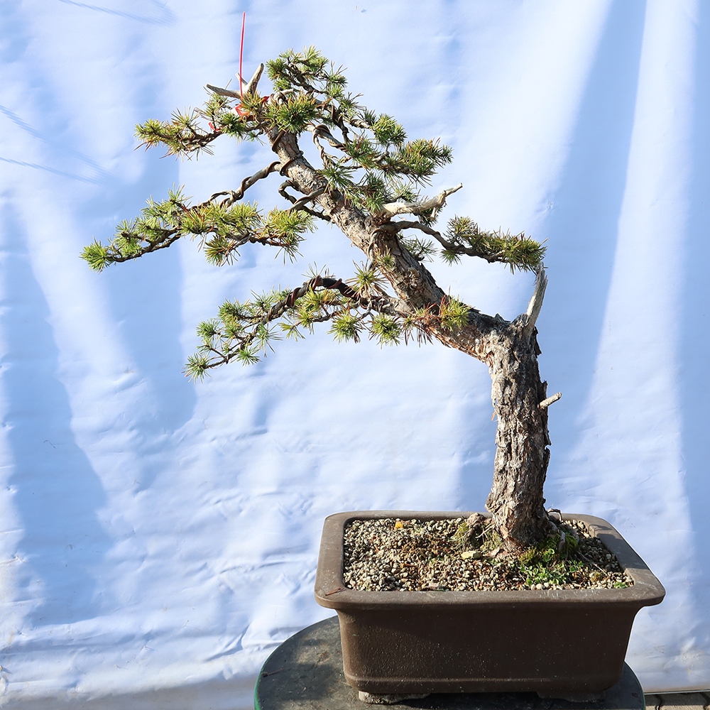 Pinus sylvestris Španielsko – borovica lesná