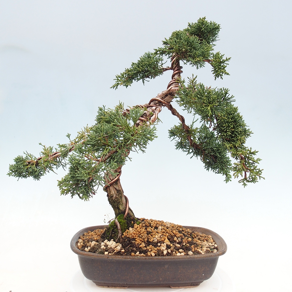 Vonkajší bonsaj - Juniperus chinensis Kishu