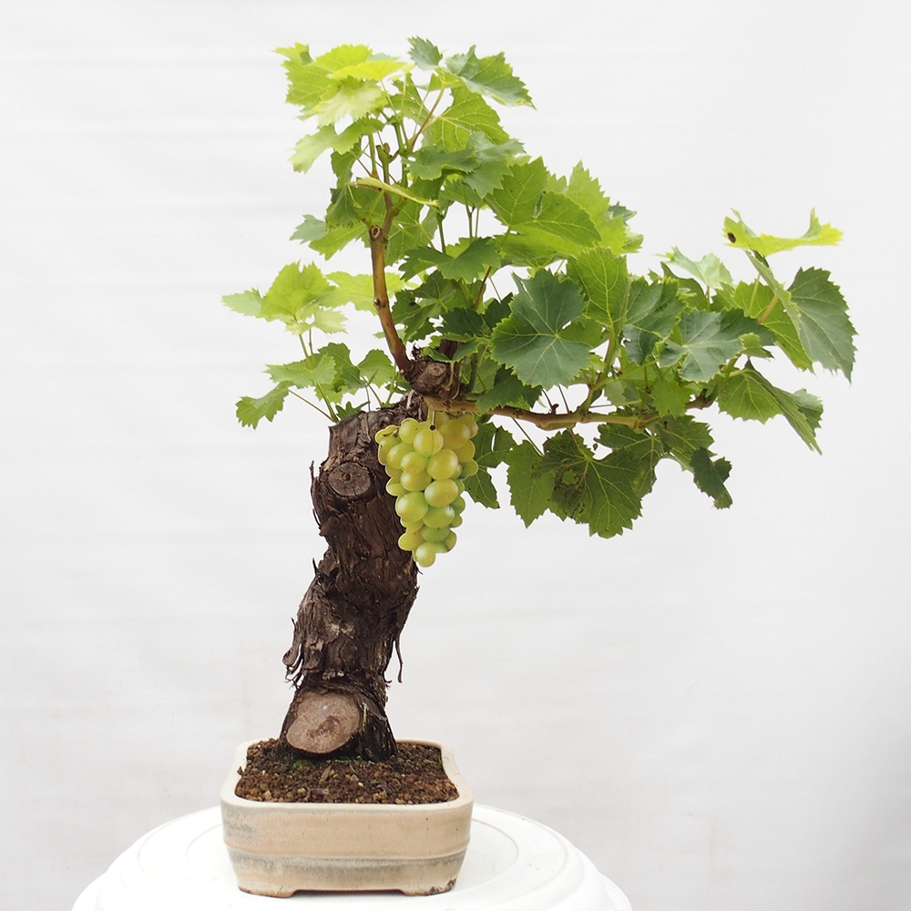 Vonkajší bonsai - Vitis vinnifera MUSKAT ITALIA  - Vínna réva
