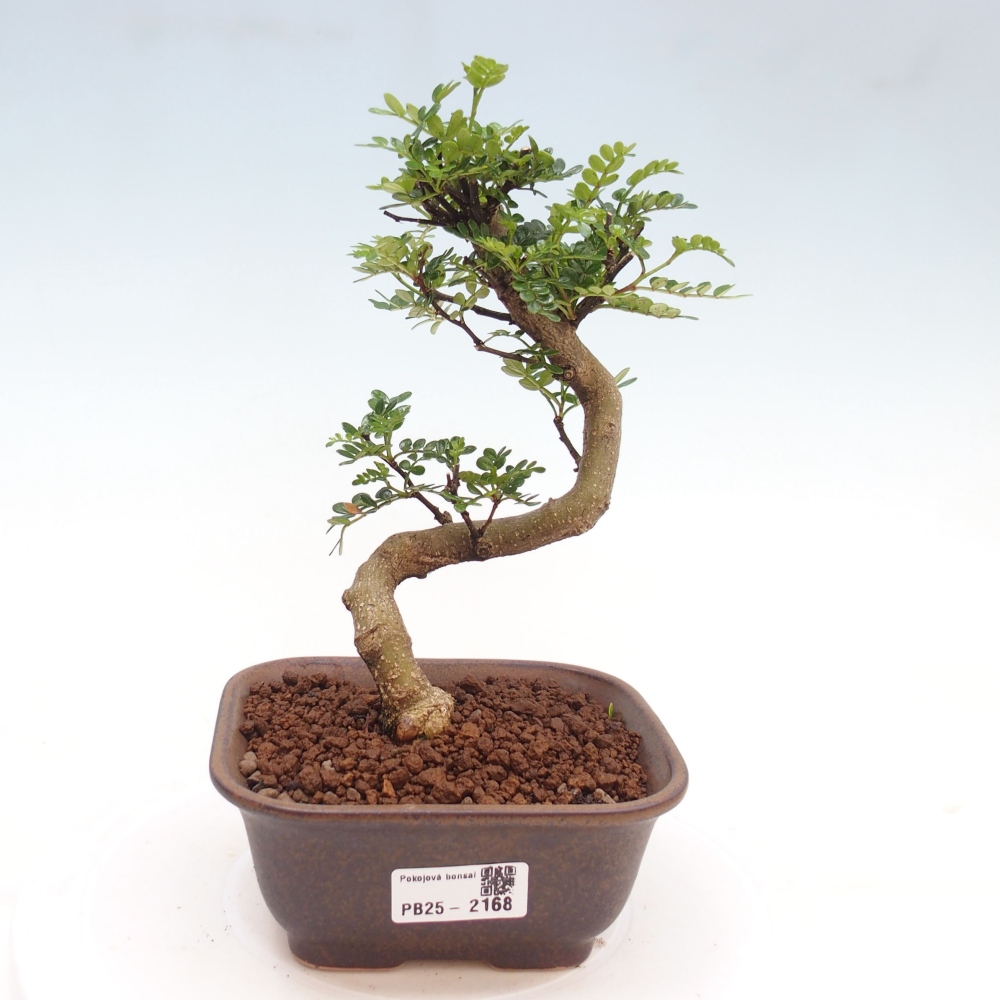 Izbová bonsai -Ligustrum chinensis - Vtáčí zob