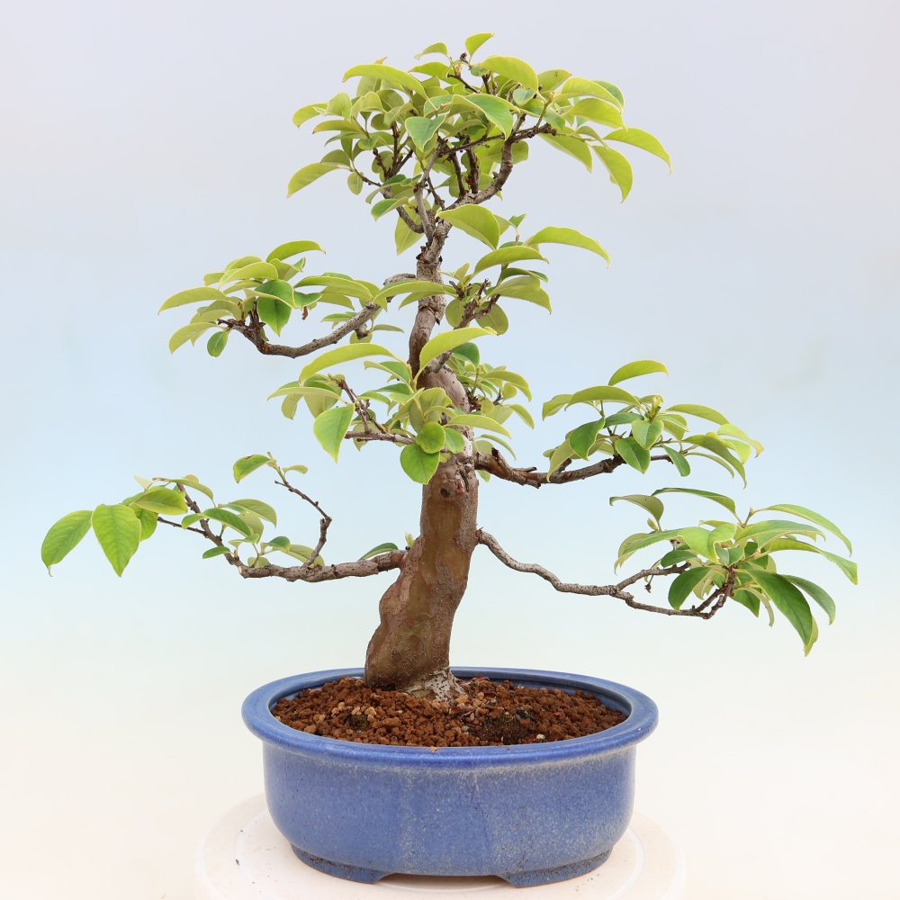 Vonkajšie bonsaje - Pseudocydonia sinensis - čínska kdoule