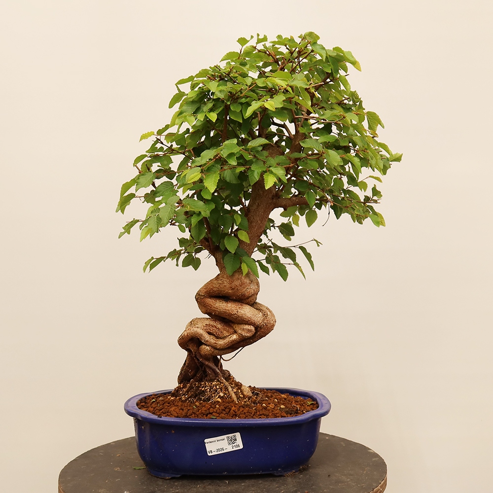 Vonkajší bonsai -Carpinus Coreana - Hrab kórejský