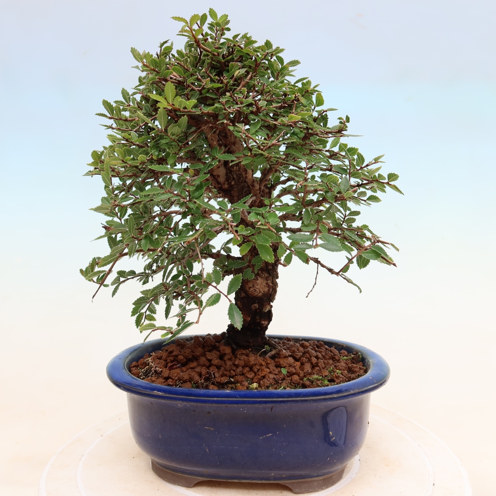 Vonkajšie bonsaje - Zelkova - Zelkova NIRE