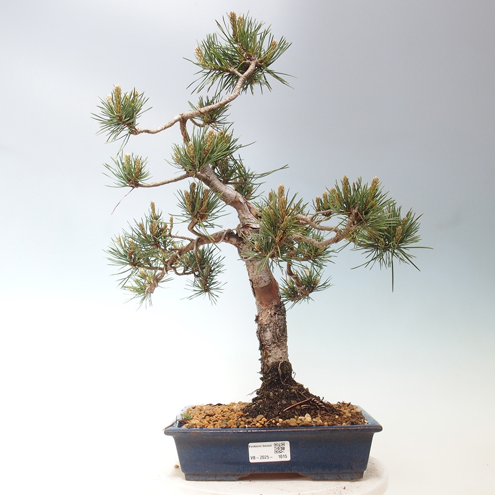 Vonkajšie bonsai - Pinus Sylvestris - Borovica lesná