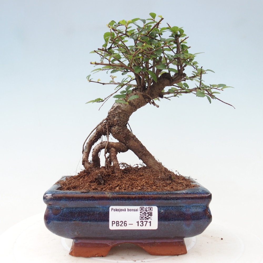Izbový bonsaj - Ulmus parvifolia - brest malolistý