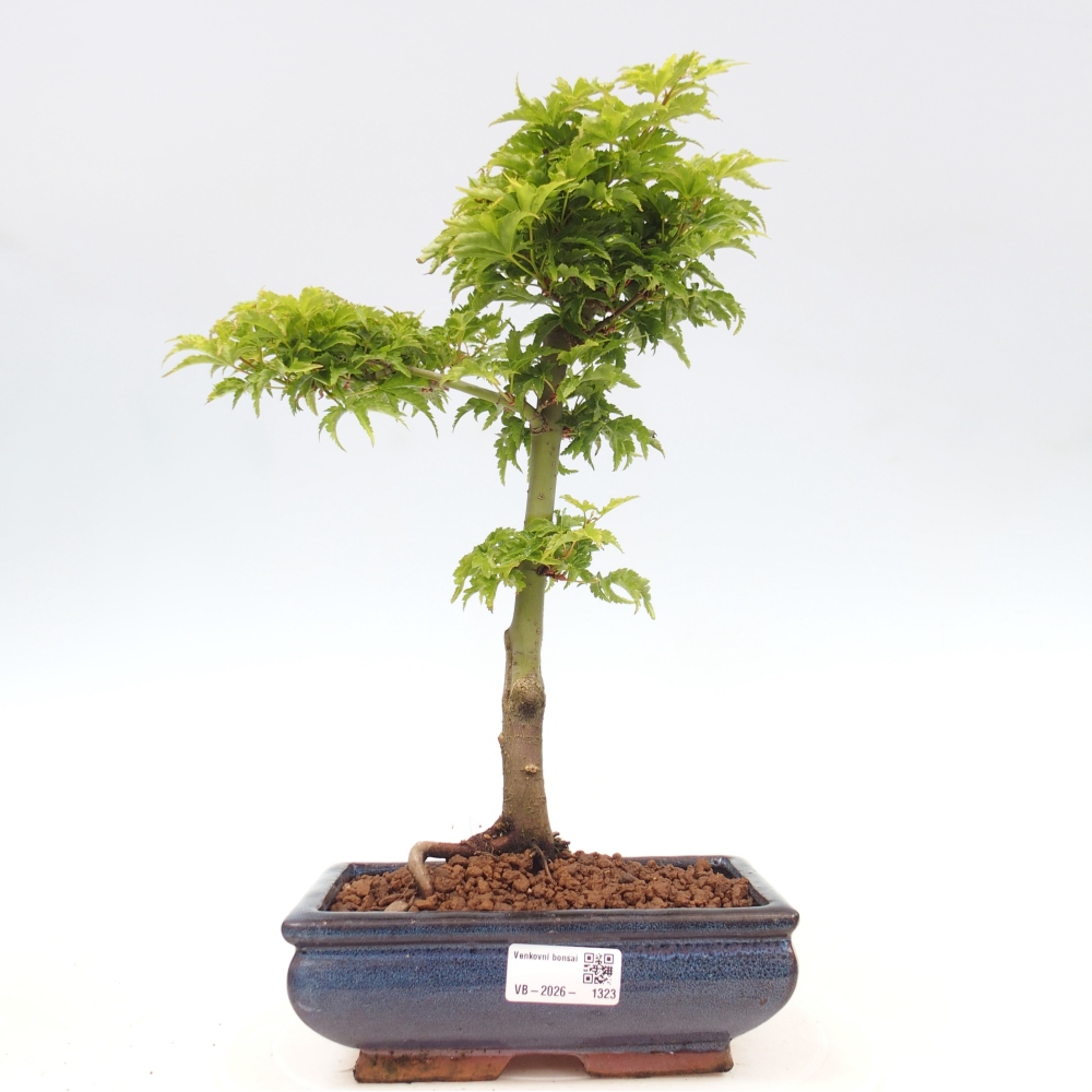 Vonkajšia bonsaj -Javorská palma Acer palmatum Shishigashira