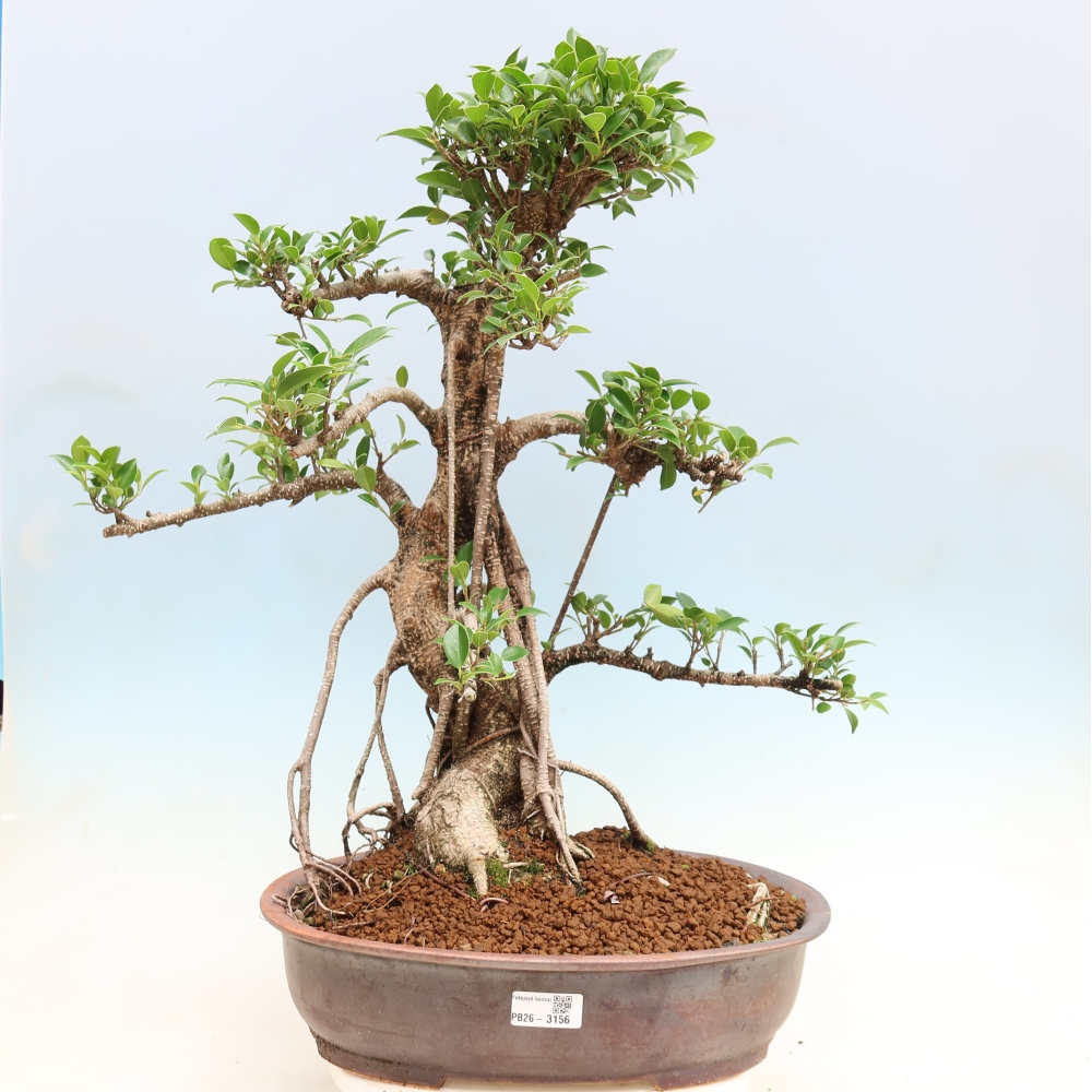 Izbové bonsaje - Ficus kimmen - drobnolistý fikus
