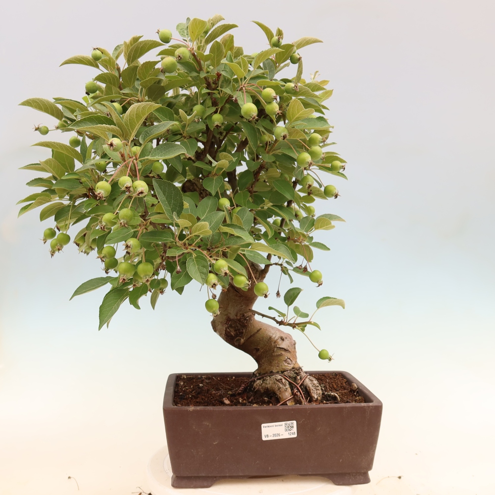 Vonkajšia bonsaj -Malus halliana - Malokvetá jabloň