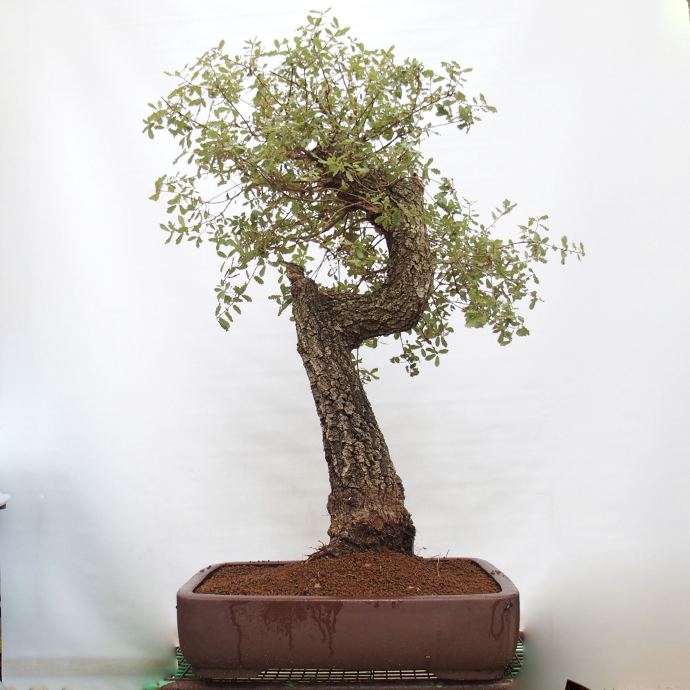 Yamadori - Quercus Ilex -Dub cezmínovitý