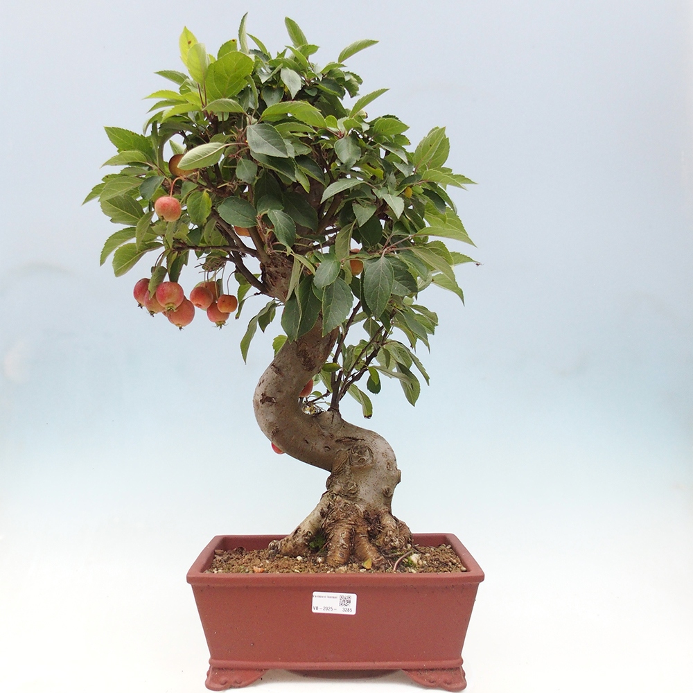 Vonkajší bonsai -Malus halliana - Maloplodá jabloň