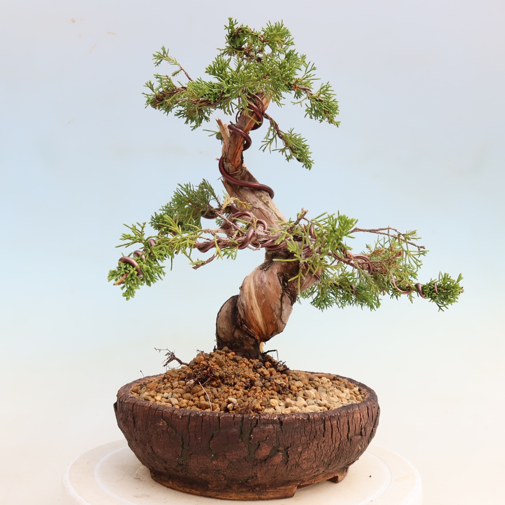Vonkajší bonsai – Juniperus chinensis Itoigawa – čínsky jalovec