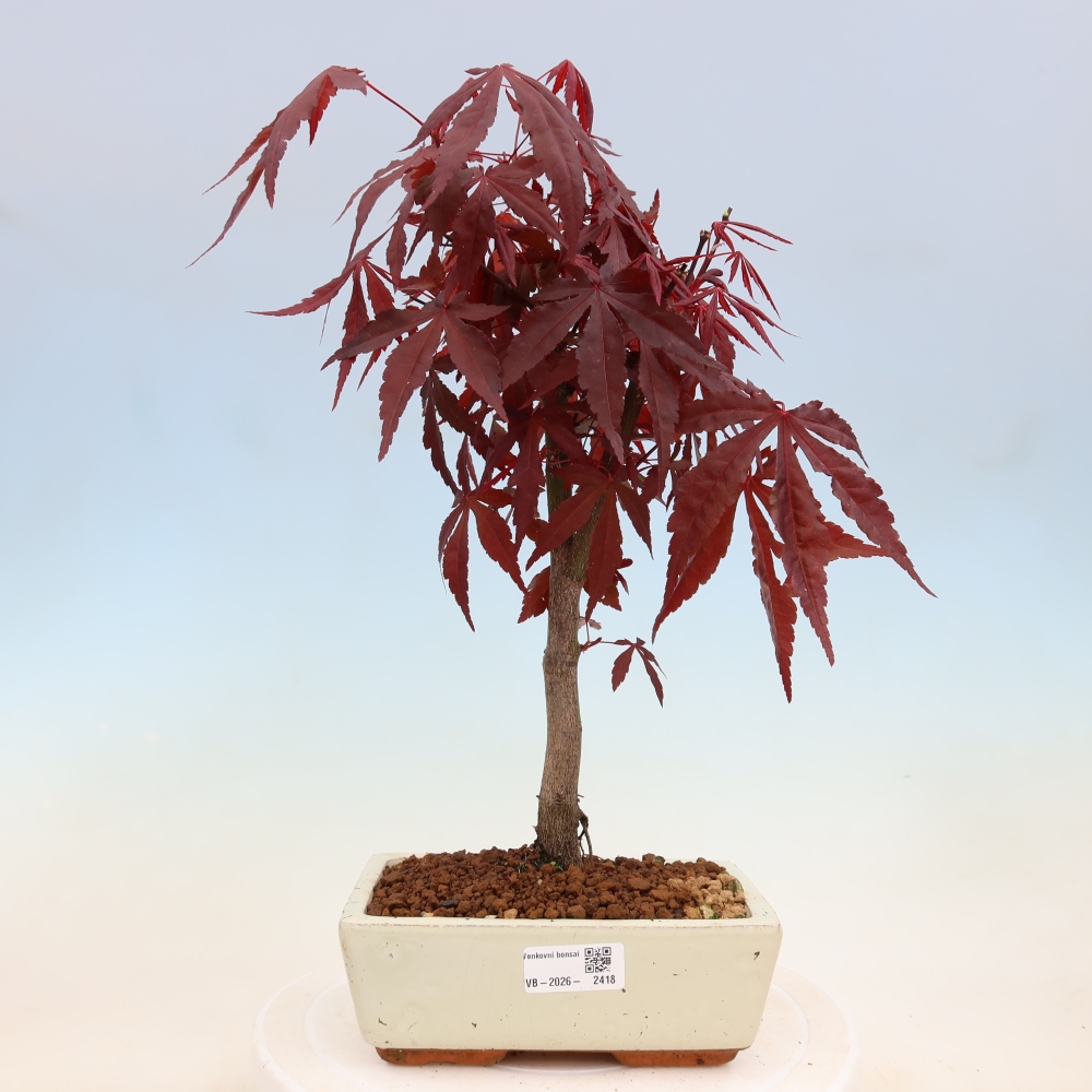 Vonkajšia bonsaj - palma Acer. Atropurpureum-Javor palmový