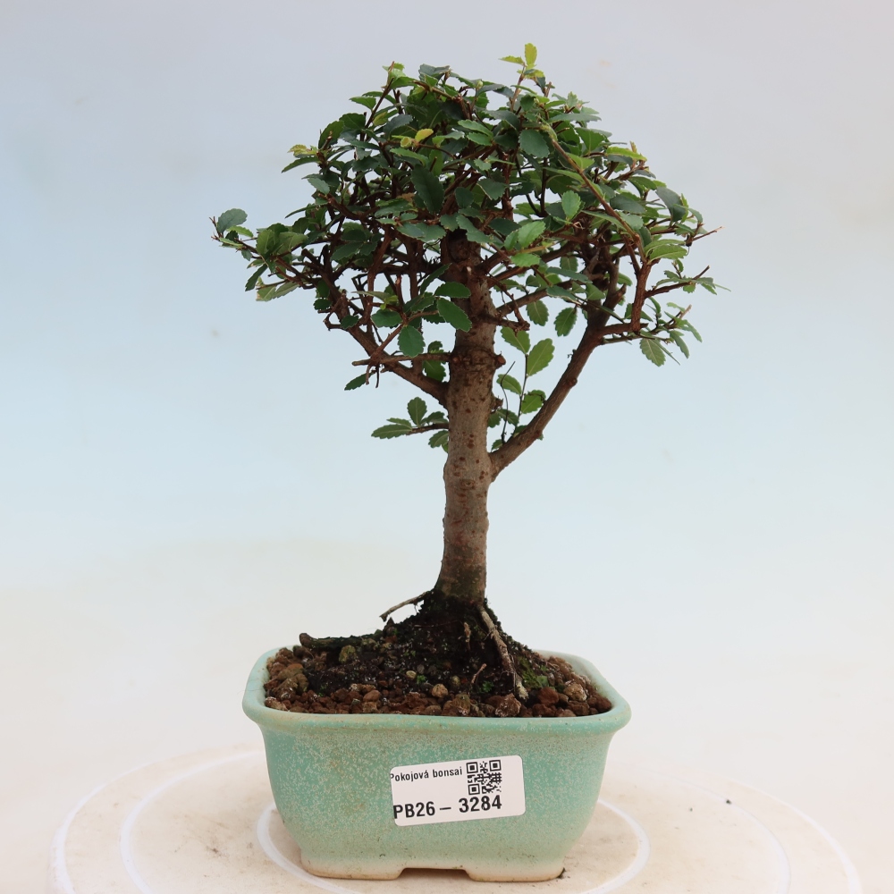 Izbový bonsaj - Ulmus parvifolia - brest malolistý