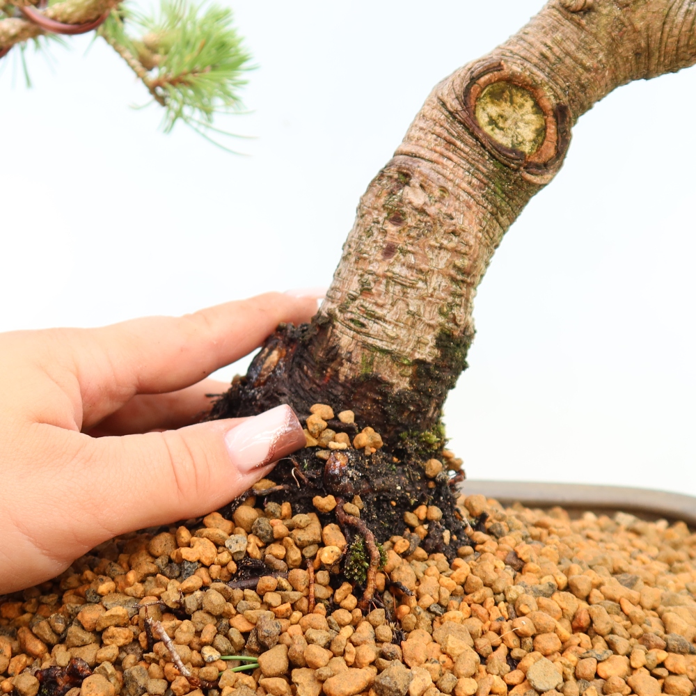 Vonkajšie bonsaje – Pinus mugo Humpy – borovica krivá