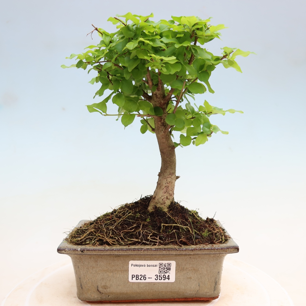 Izbový bonsaj -Ligustrum chinensis - Vtáčí zobák