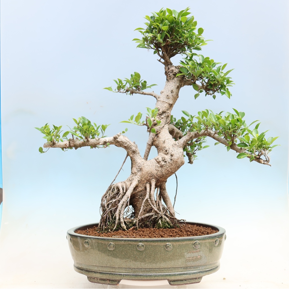 Izbové bonsaje - Ficus kimmen - drobnolistý fikus
