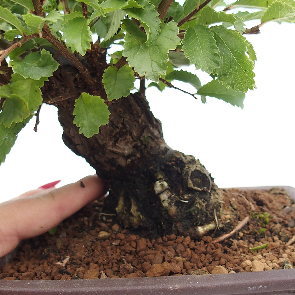 Vonkajšie bonsaje - Zelkova - Zelkova NIRE