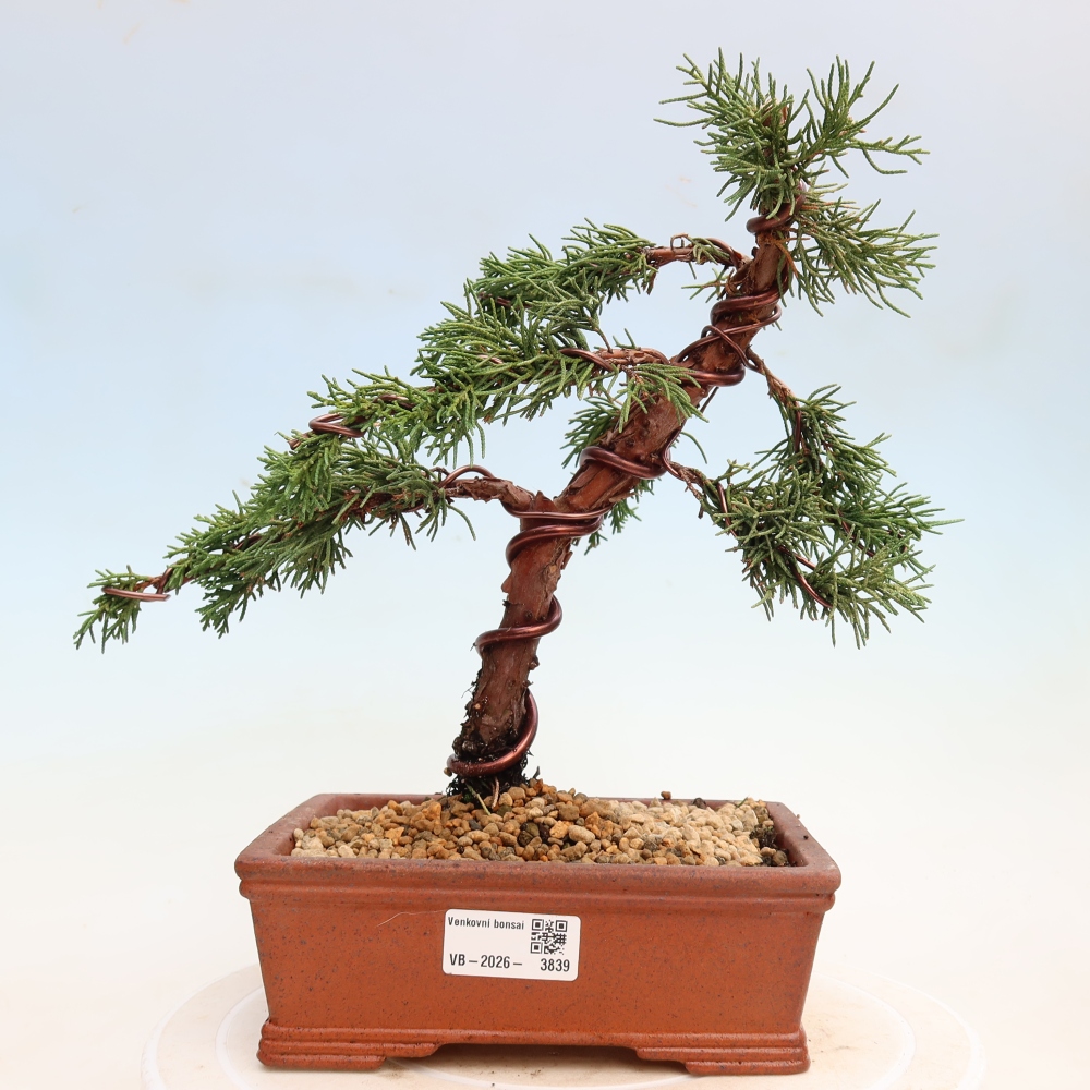 Vonkajší bonsaj - Juniperus chinensis Kishu