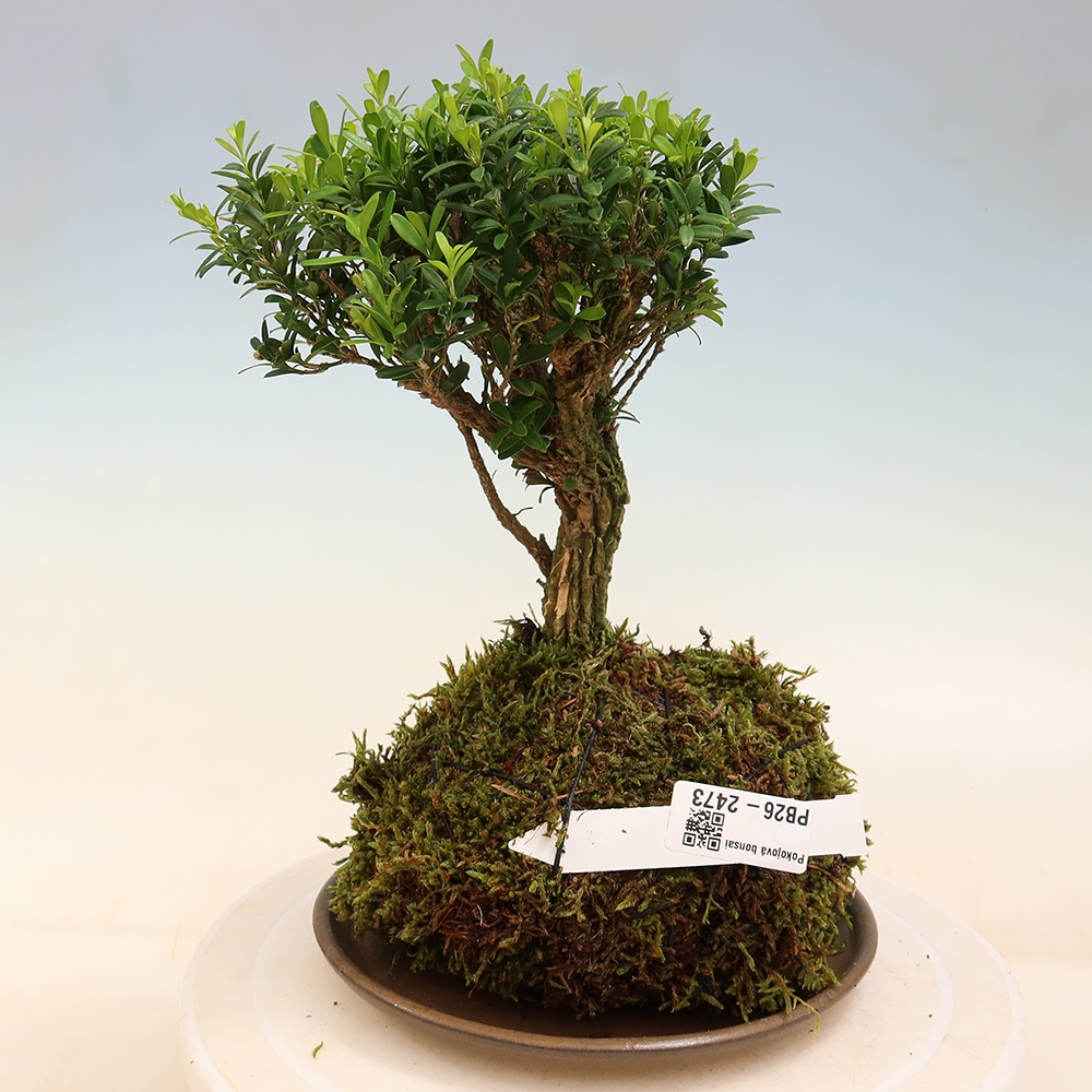 Kokedama s miskou – Buxus harlandii – korkový buxus