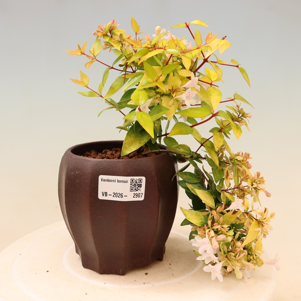 Vonkajší bonsai – Abelia gr. Kleidoscope – Abélie veľkokvetá