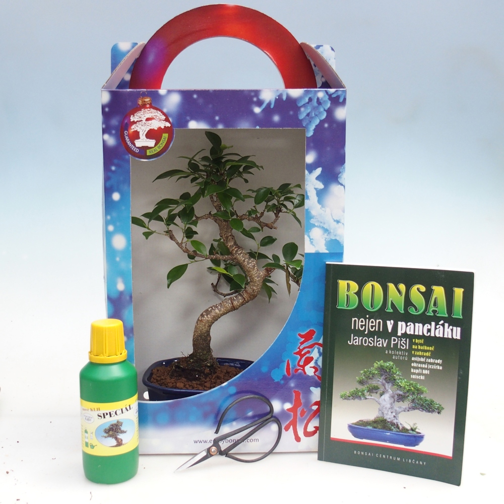 Izbový bonsaj v darčekovej krabičke Ficus retusa - drobnolistý fikus