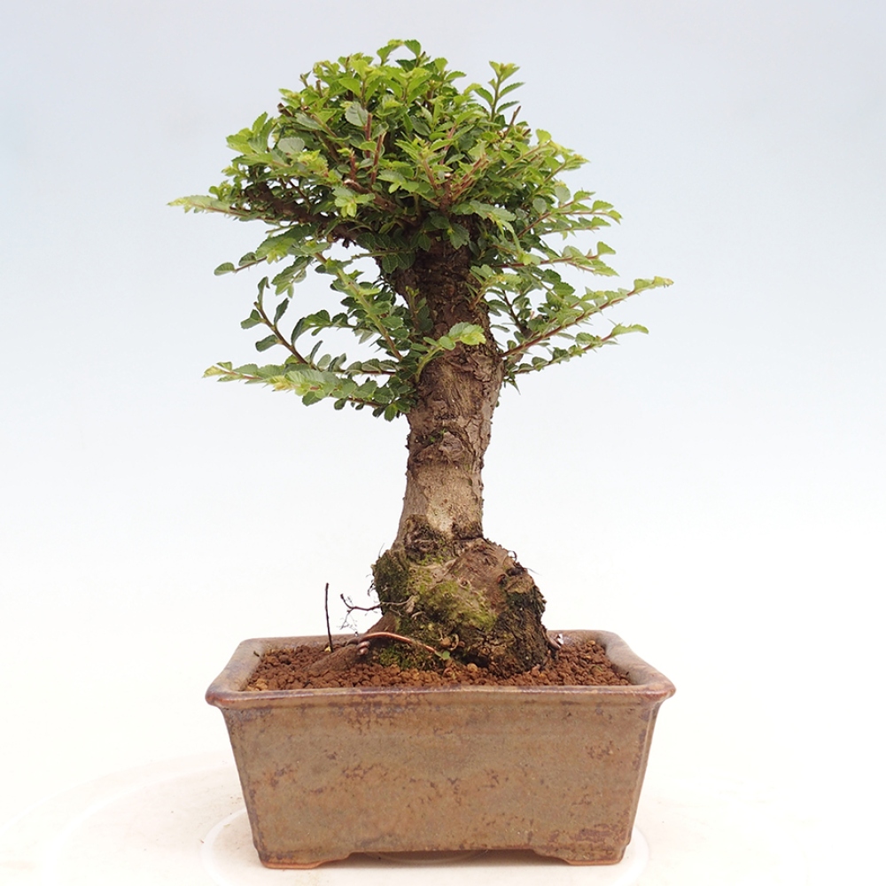 Vonkajší bonsai - Ulmus parvifolia Hokkaido - brest Činski