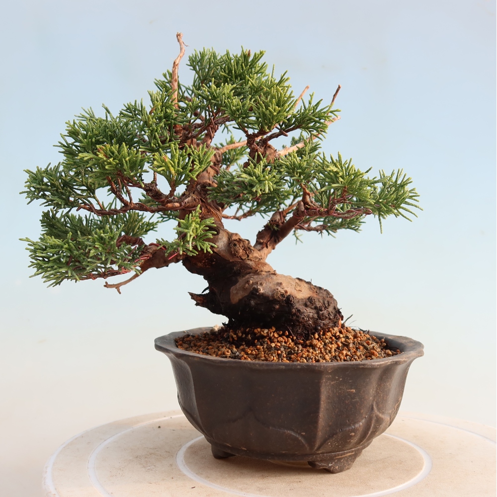 Vonkajší bonsai - Juniperus chinensis Itoigawa -Jalovec čínsky