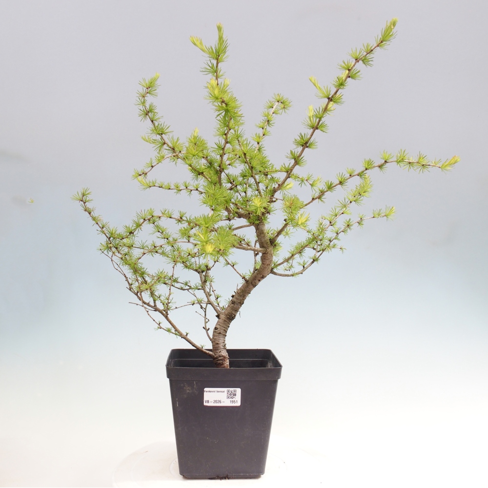 Vonkajšie bonsaje -Larix decidua - Smrekovec