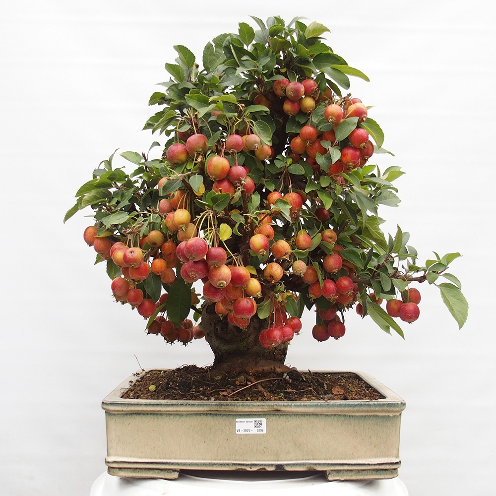 Vonkajší bonsai -Malus halliana - Maloplodá jabloň