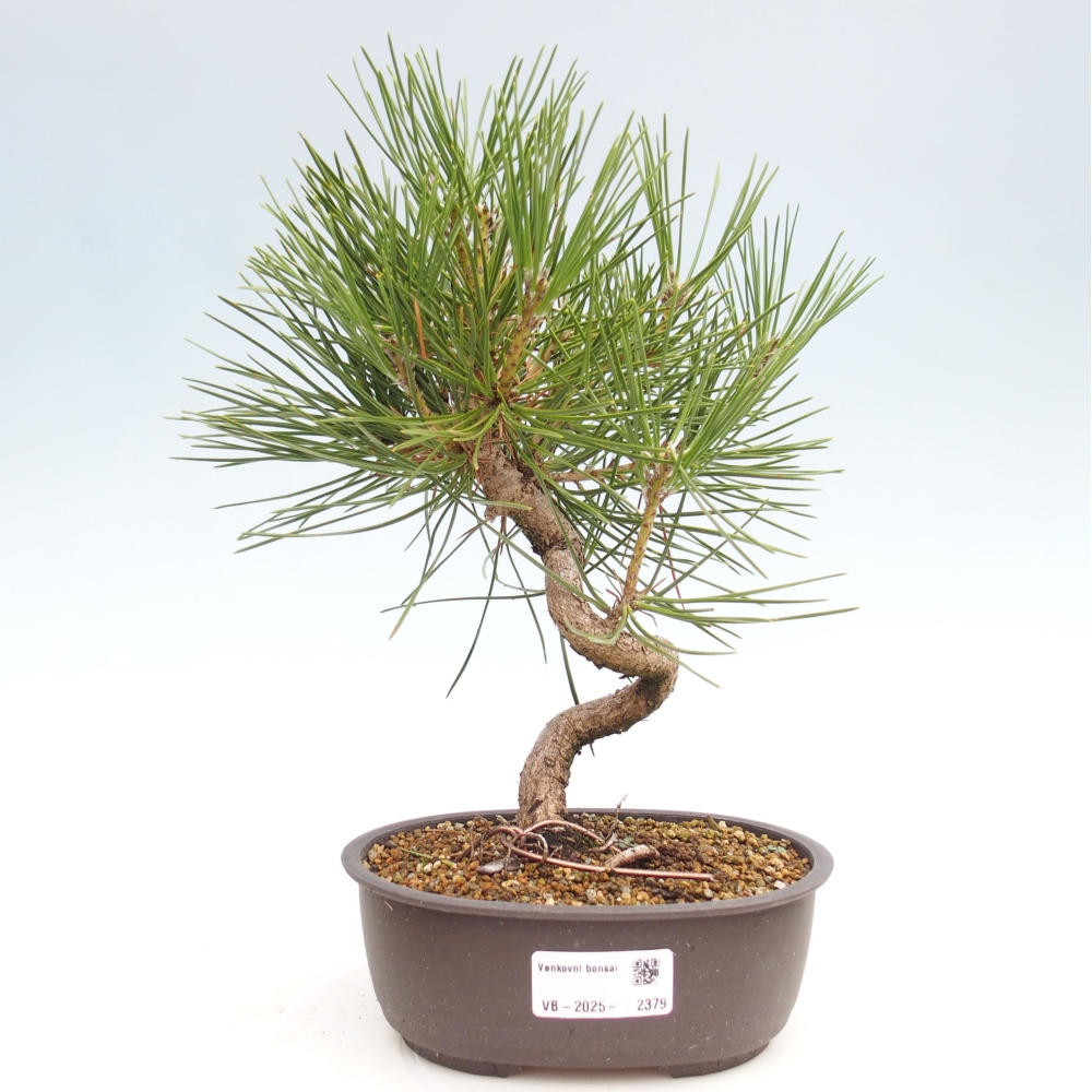 Vonkajší bonsai - Pinus thunbergii - Borovica thunbergova